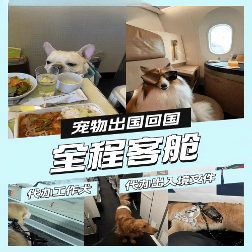 丹东市宠物托运到白俄罗斯宠物入境规定和要求