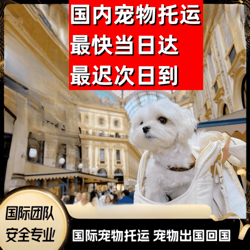 丹东市到澳大利亚（澳洲）宠物入境规定和要求